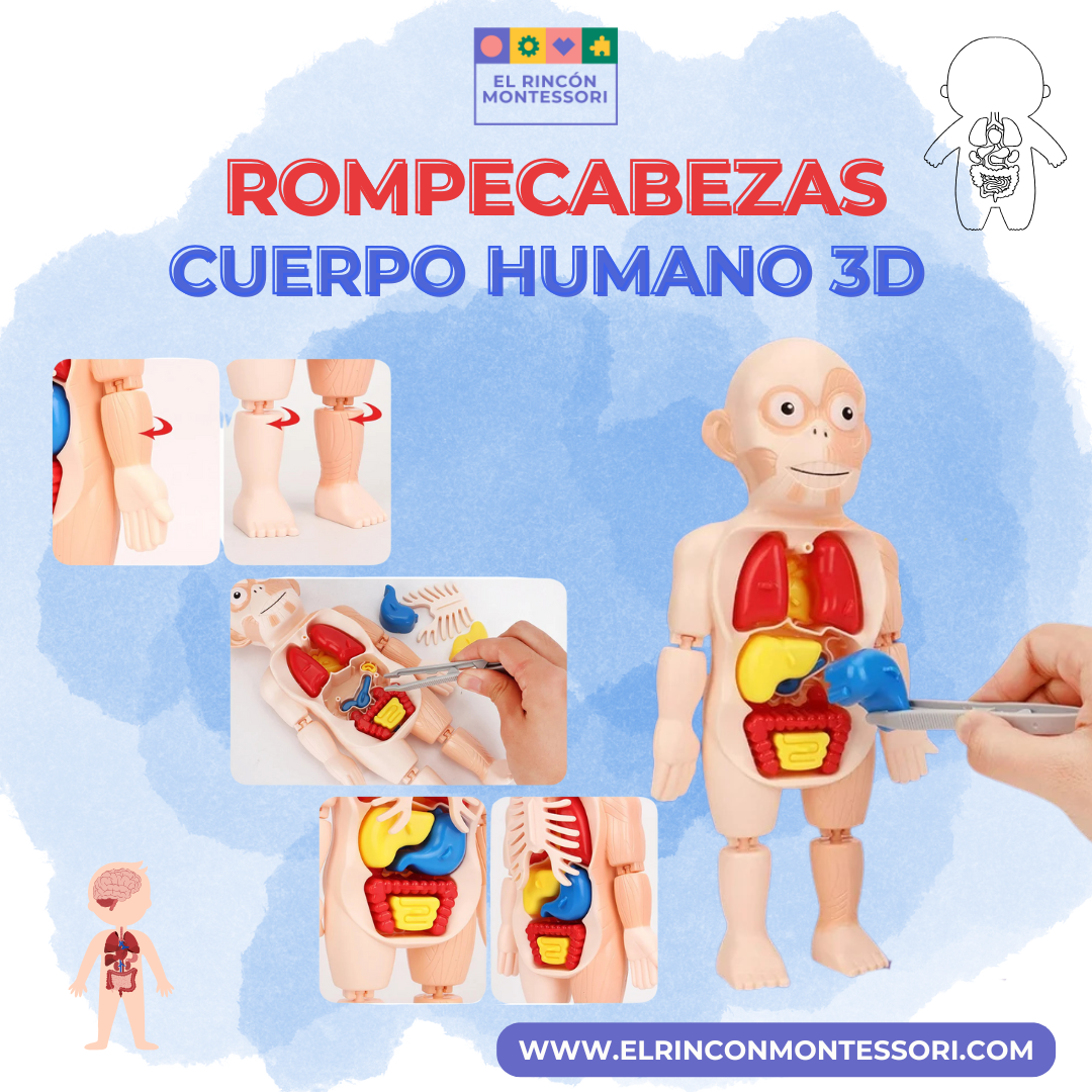 Rompecabezas Cuerpo Humano 3D