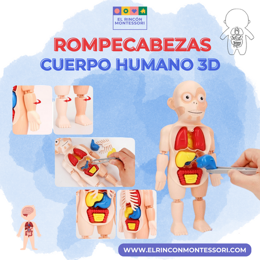 Rompecabezas Cuerpo Humano 3D