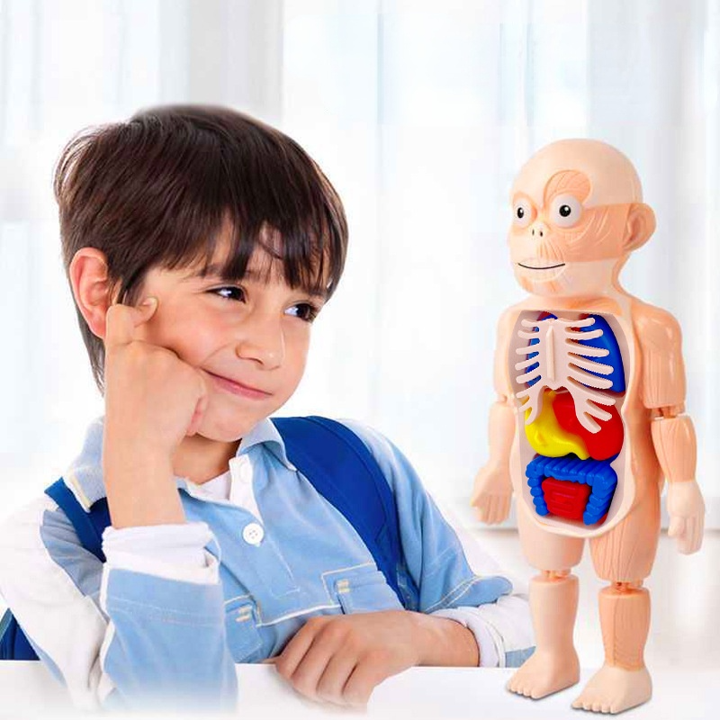 Rompecabezas Cuerpo Humano 3D
