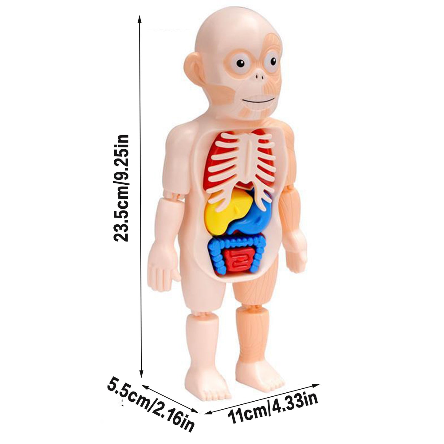 Rompecabezas Cuerpo Humano 3D