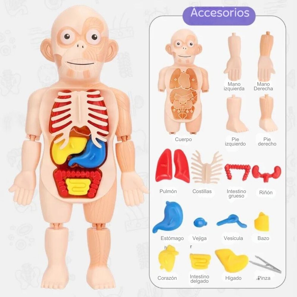 Rompecabezas Cuerpo Humano 3D
