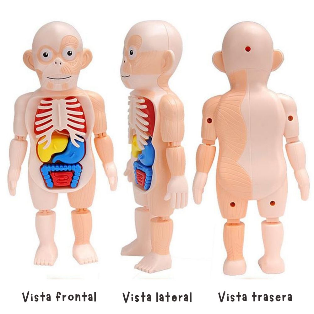 Rompecabezas Cuerpo Humano 3D